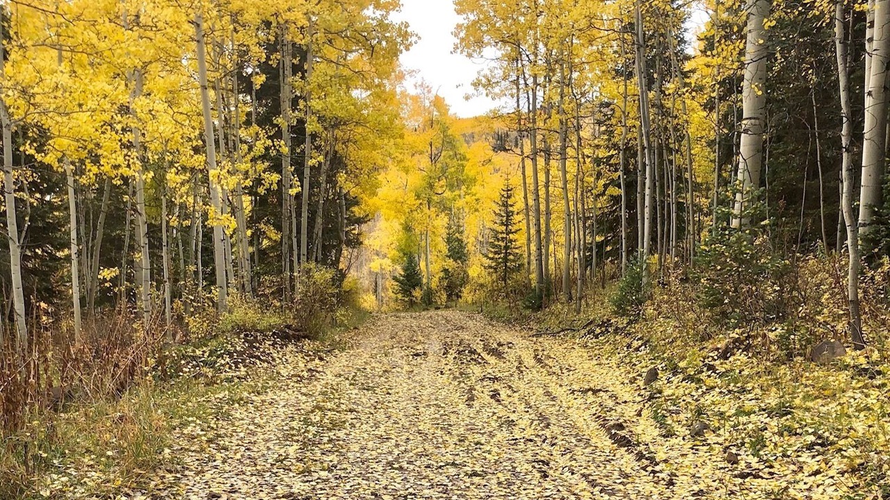 Photo of Outdoor in Carbondale