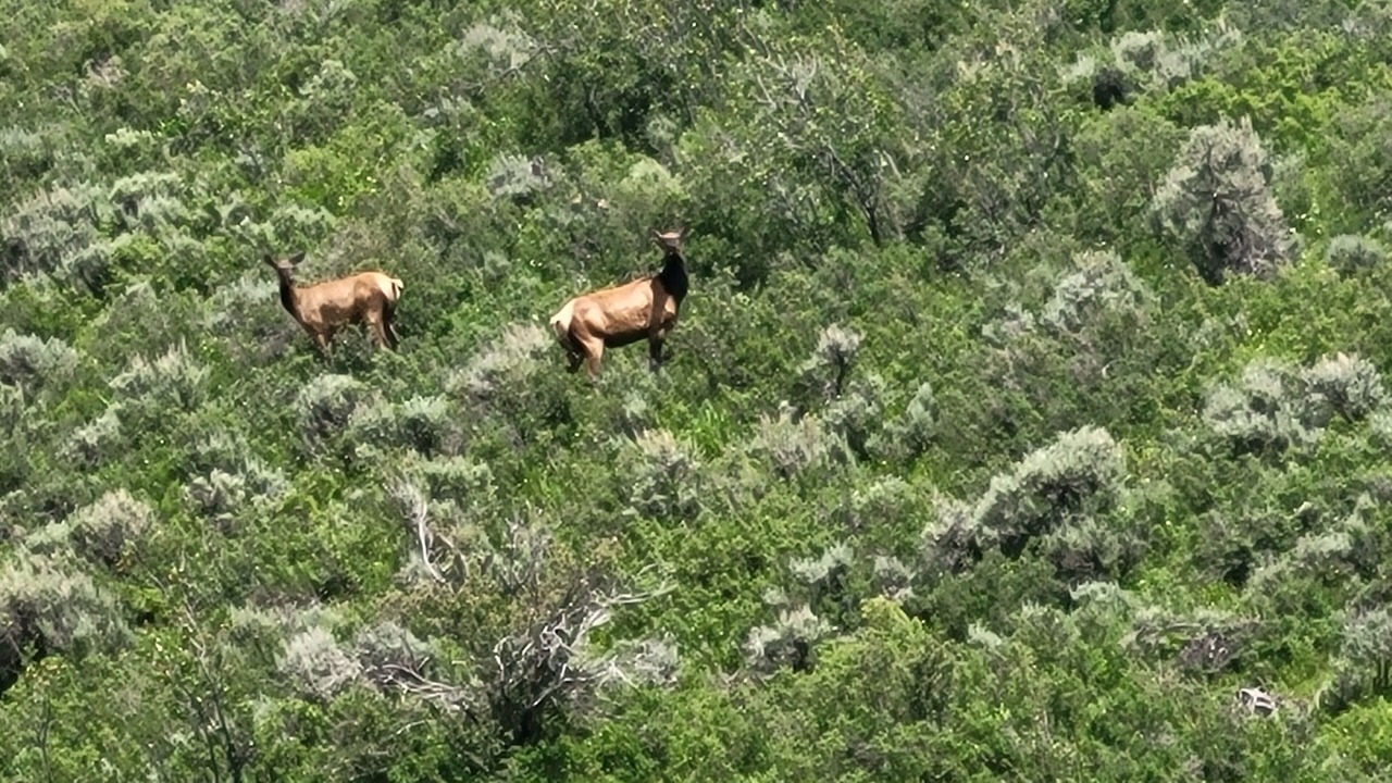 Photo of Outdoor in Collbran