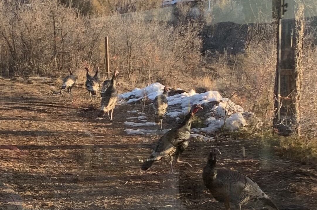 Photo of Others in Pagosa Springs