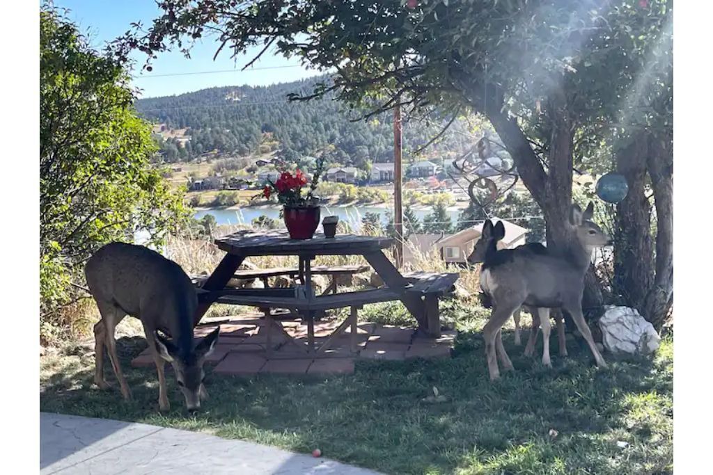 Photo of Others in Palmer Lake