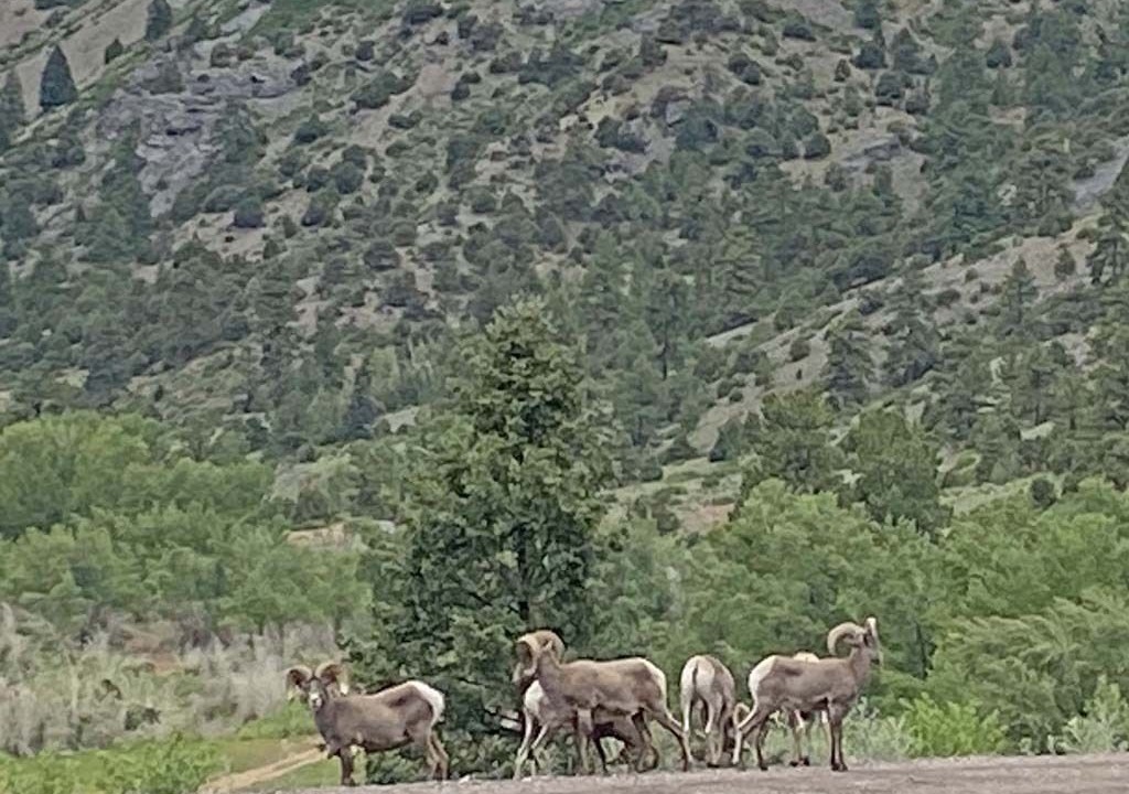 Photo of Others in Alamosa