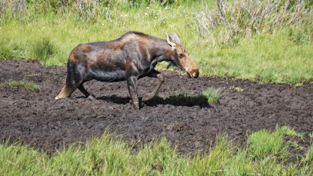 Photo of Others in Indian Mountain