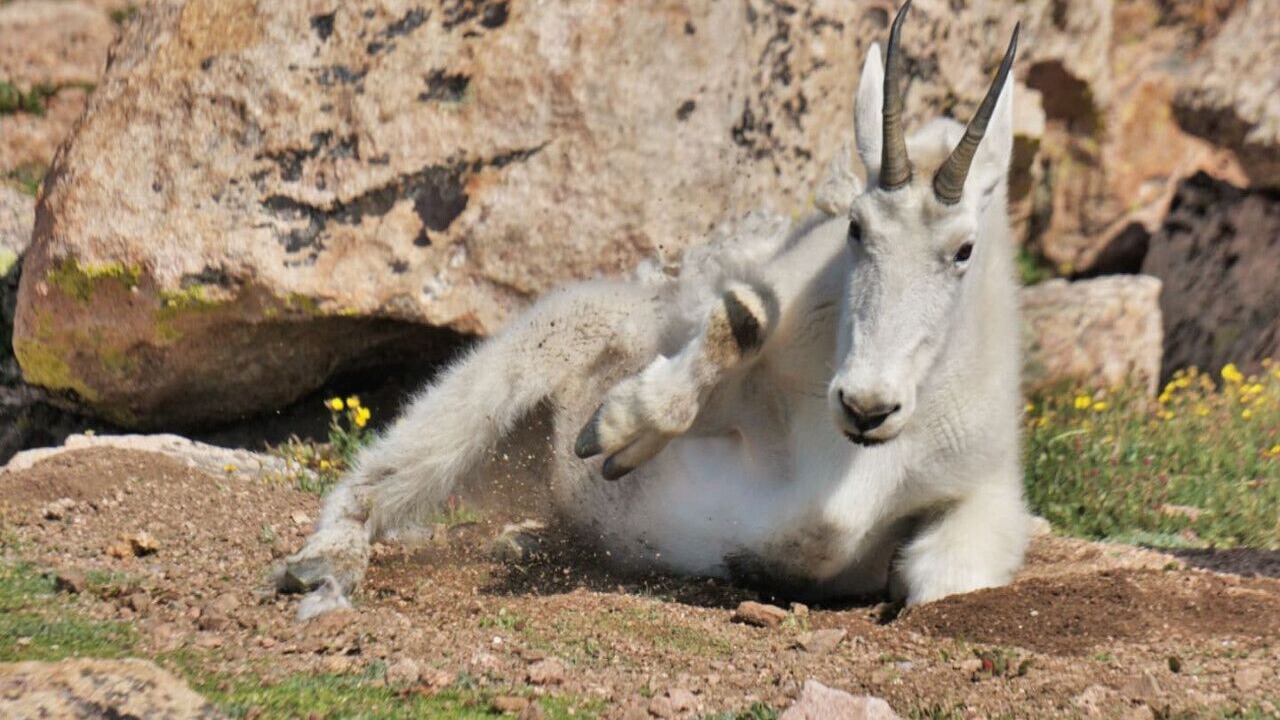 Photo of Others in Indian Mountain