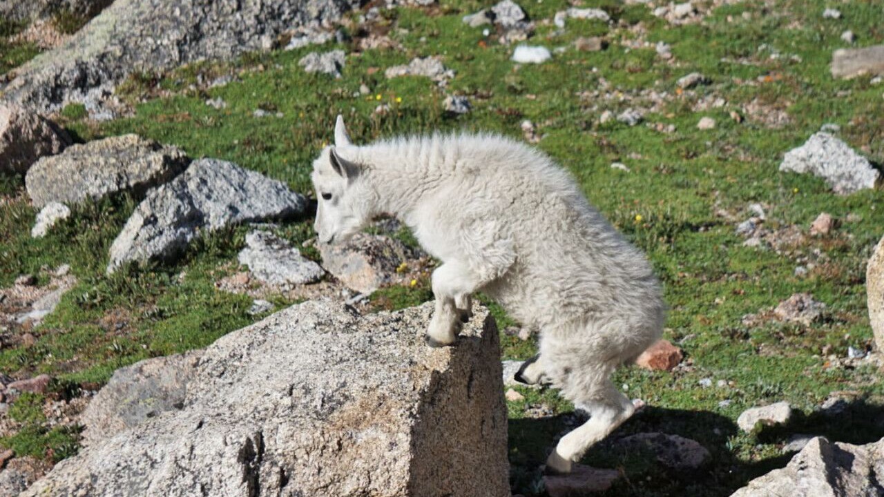 Photo of Others in Indian Mountain