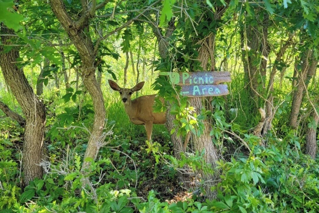 Photo of Others in Southwest Colorado Springs