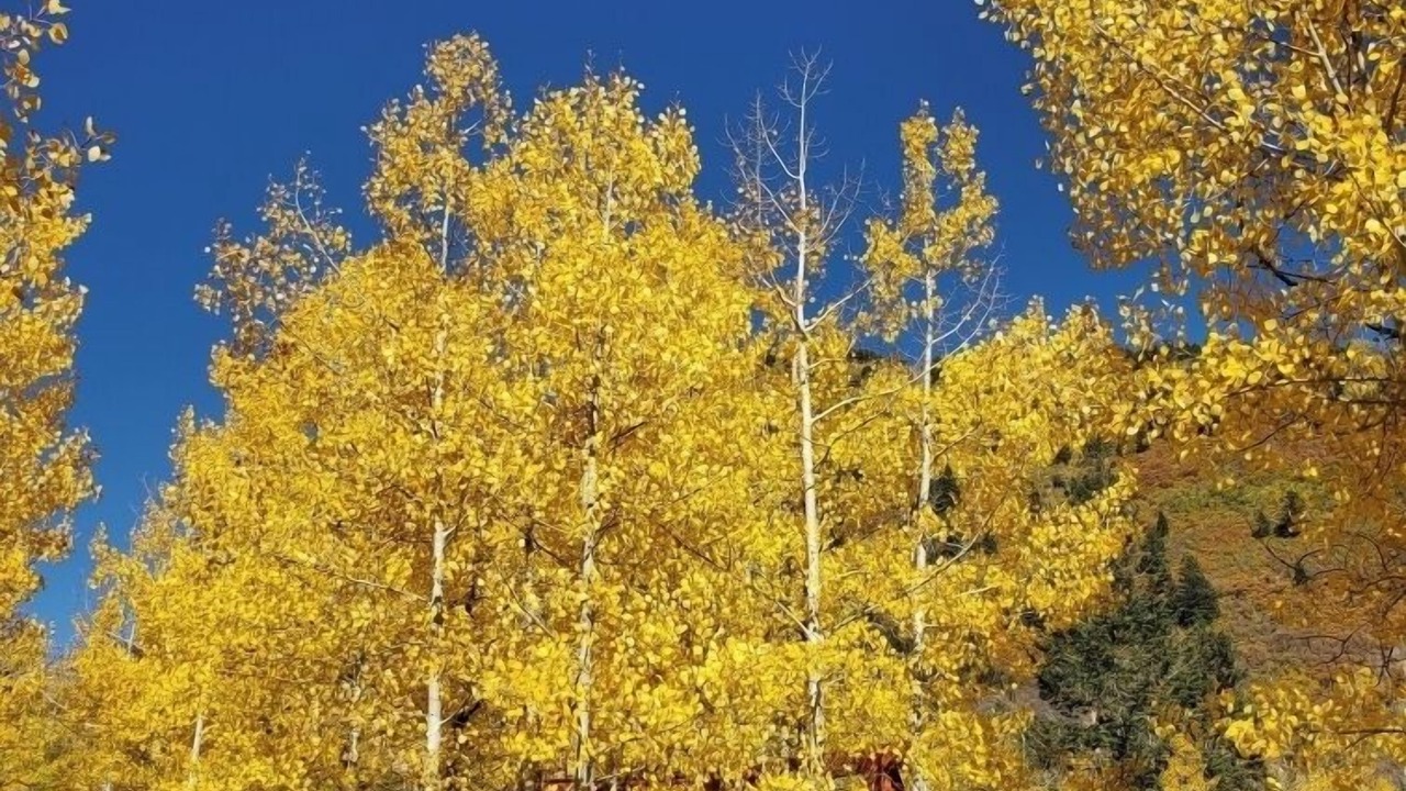 Photo of Others in Durango