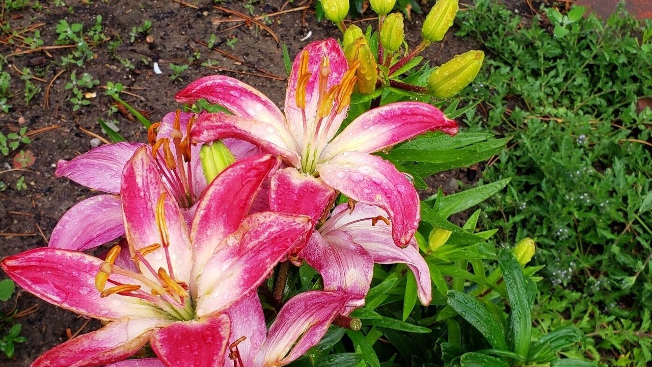 Photo of Outdoor in Northeast Colorado Springs