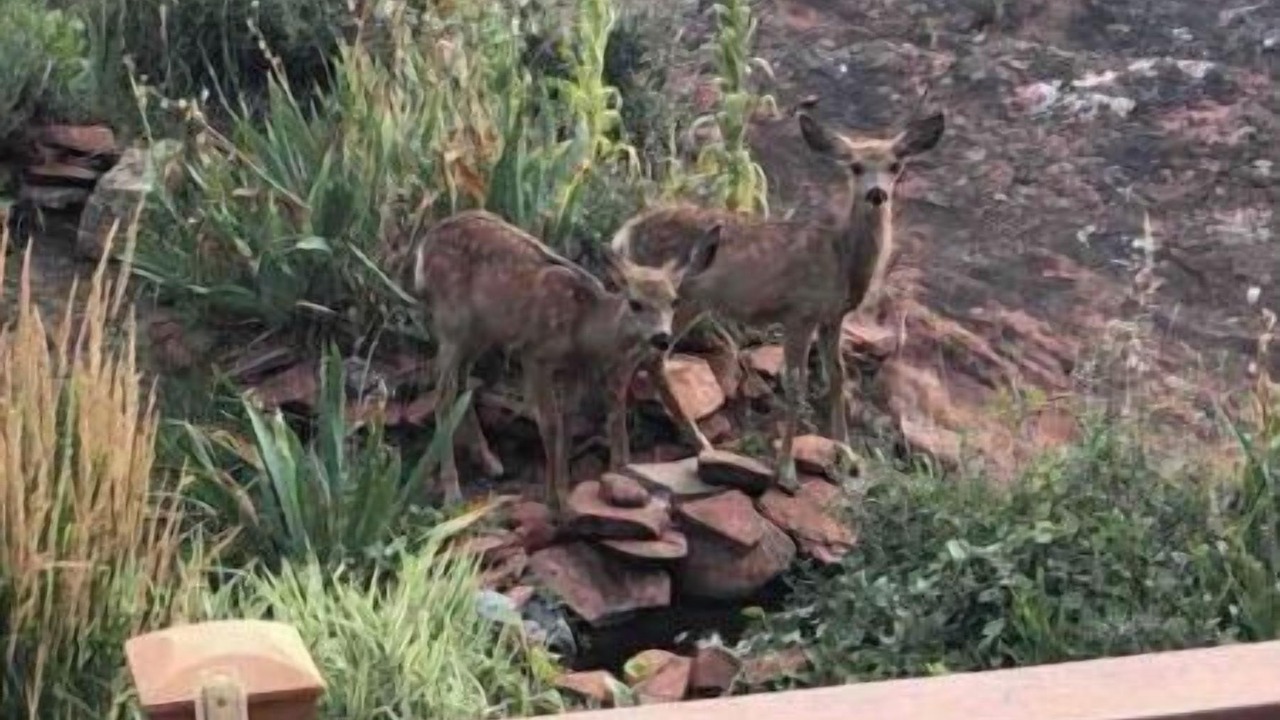 Photo of Outdoor in Fort Collins