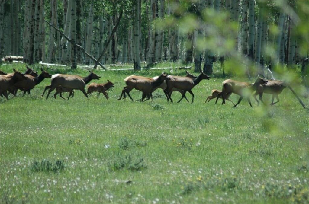 Photo of Outdoor in Placerville