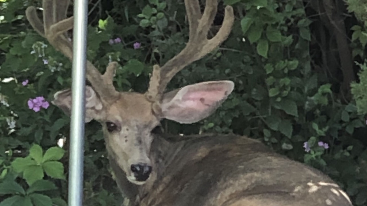 Photo of Outdoor in Canon City