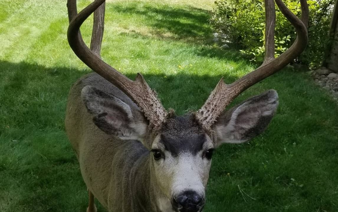 Photo of Others in Rockrimmon