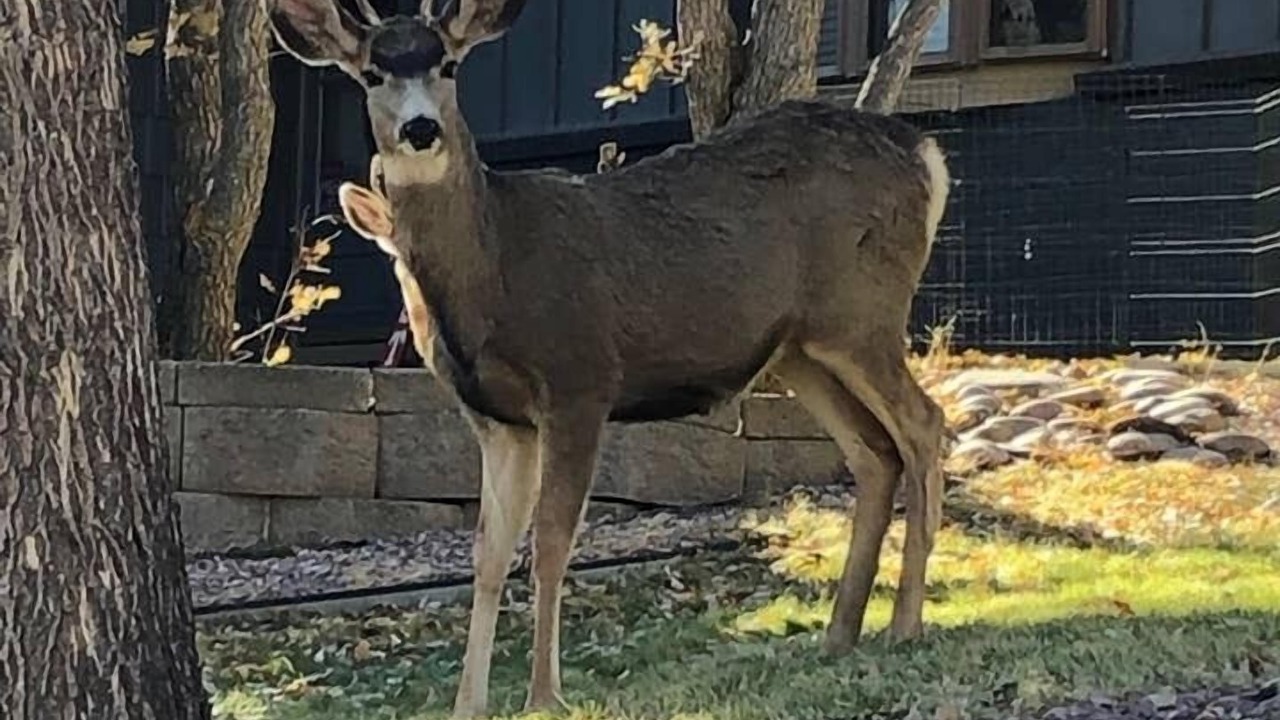 Photo of Others in Rockrimmon