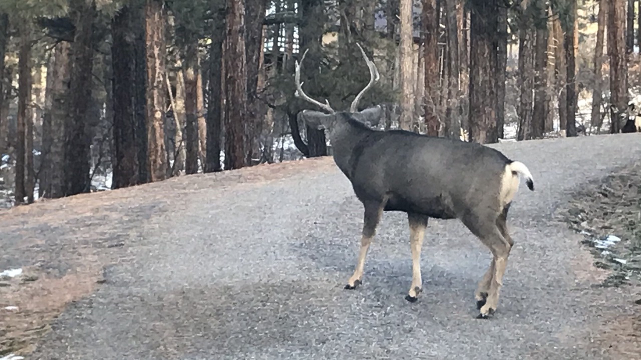 Photo of Outdoor in Forest Lakes