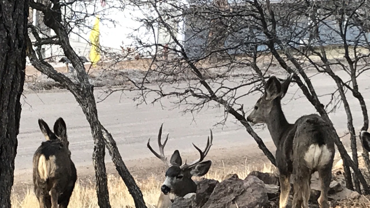 Photo of Others in Forest Lakes
