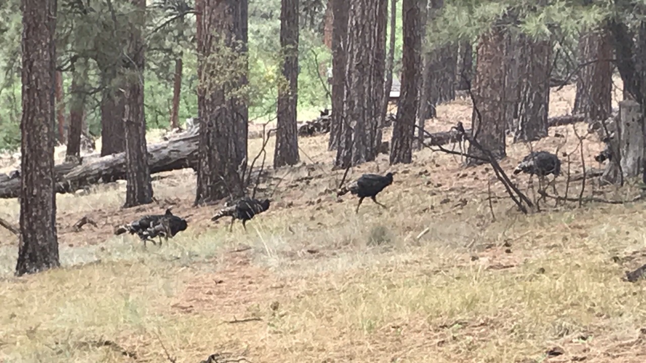 Photo of Outdoor in Forest Lakes