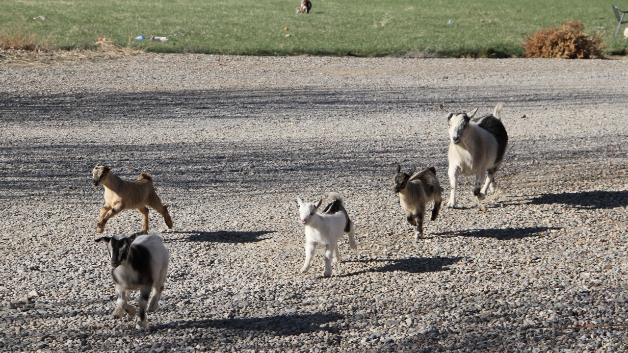 Photo of Others in Clifton