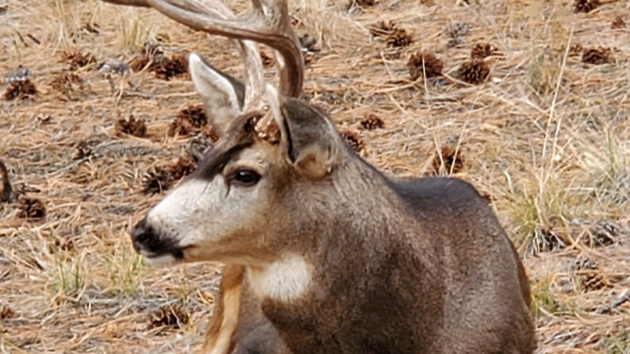 Photo of Outdoor in Westcliffe