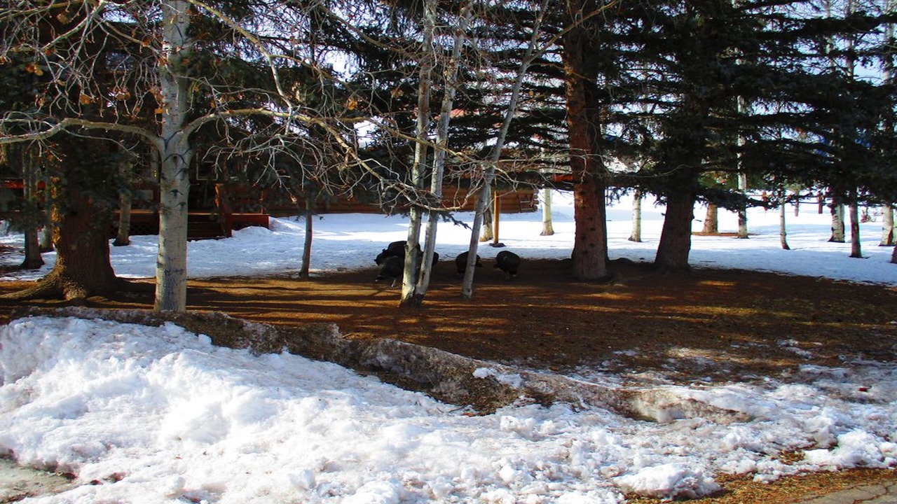 Photo of Outdoor in Ponderosa Pines