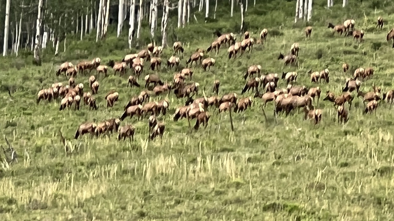Photo of Others in Telluride