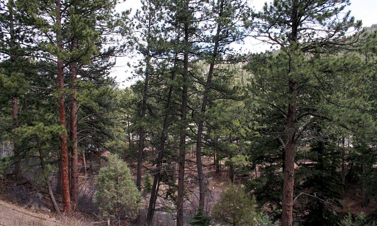 Photo of Others in Estes Park