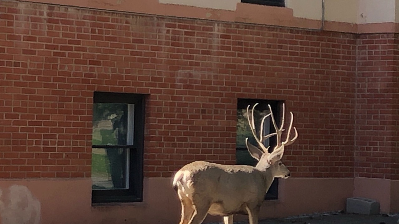 Photo of Outdoor in Historic Downtown Durango