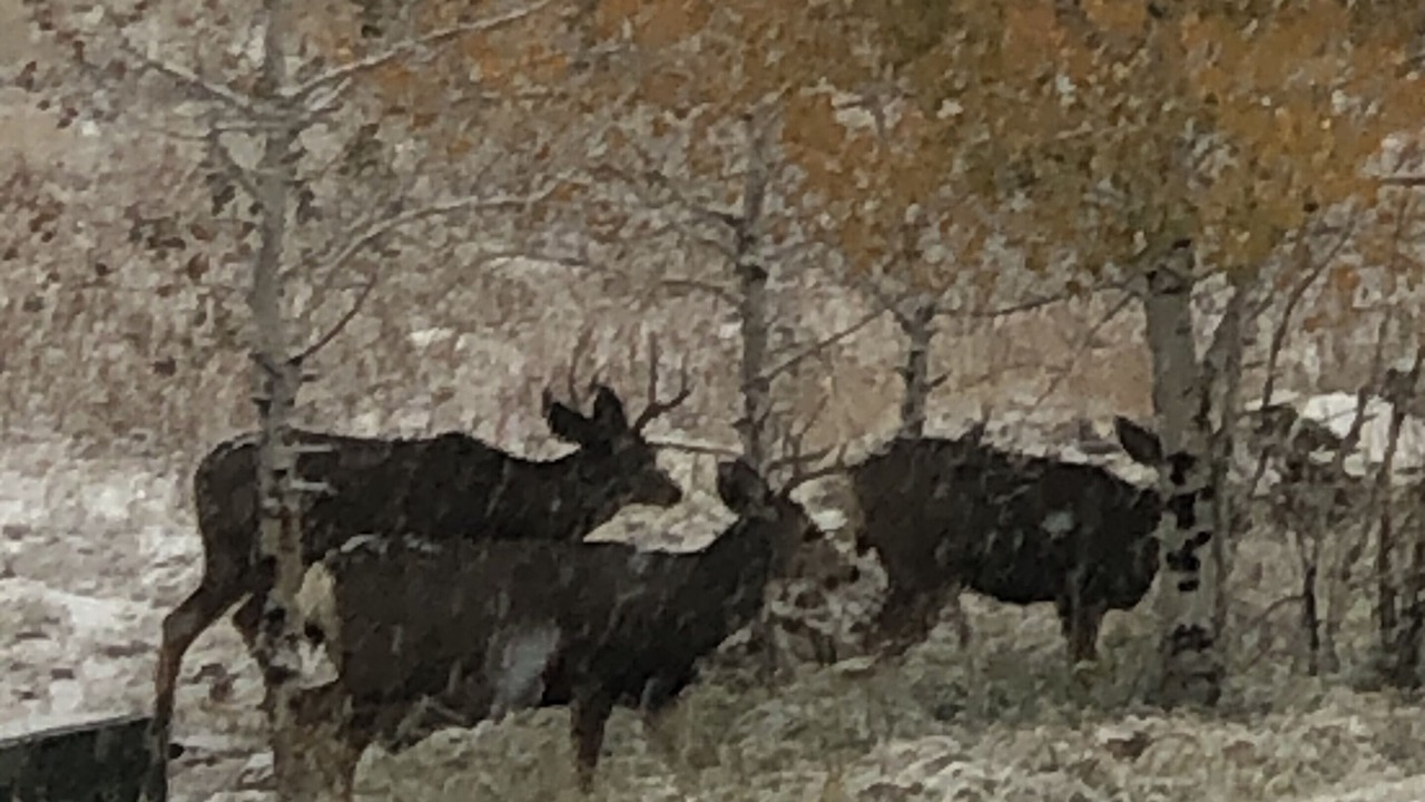 Photo of Outdoor in Pagosa Springs