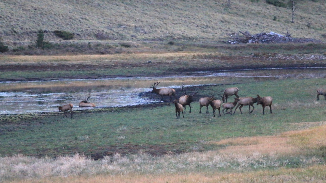 Photo of Others in Fort Garland