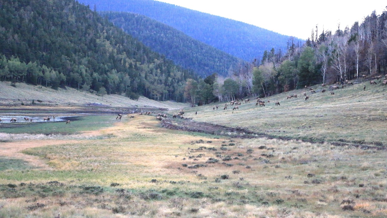 Photo of Others in Fort Garland