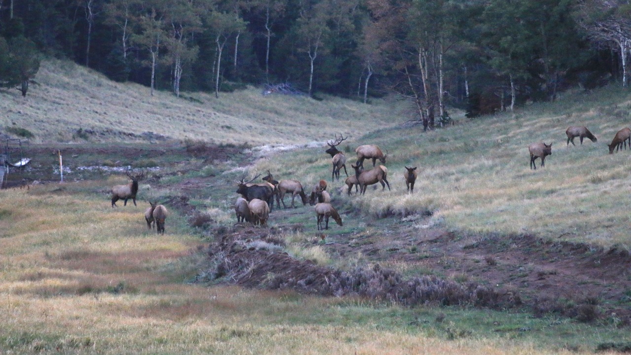 Photo of Others in Fort Garland