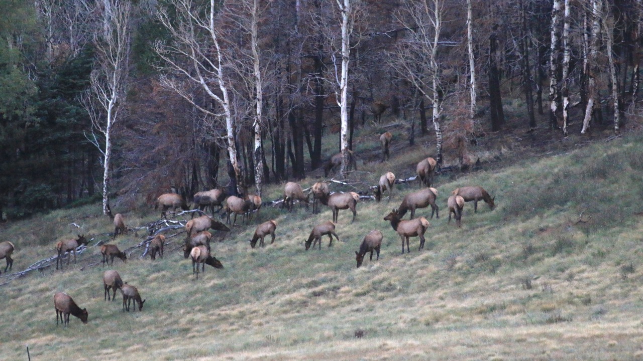 Photo of Outdoor in Fort Garland