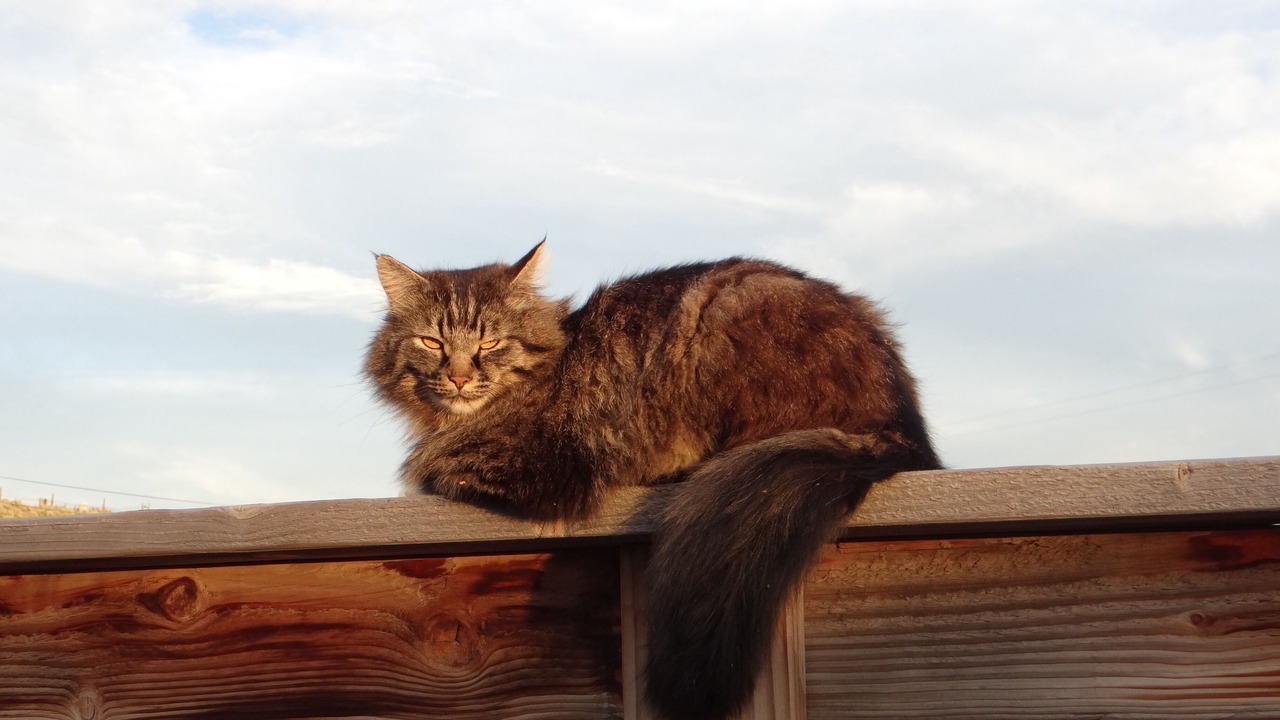 Photo of Others in Capulin