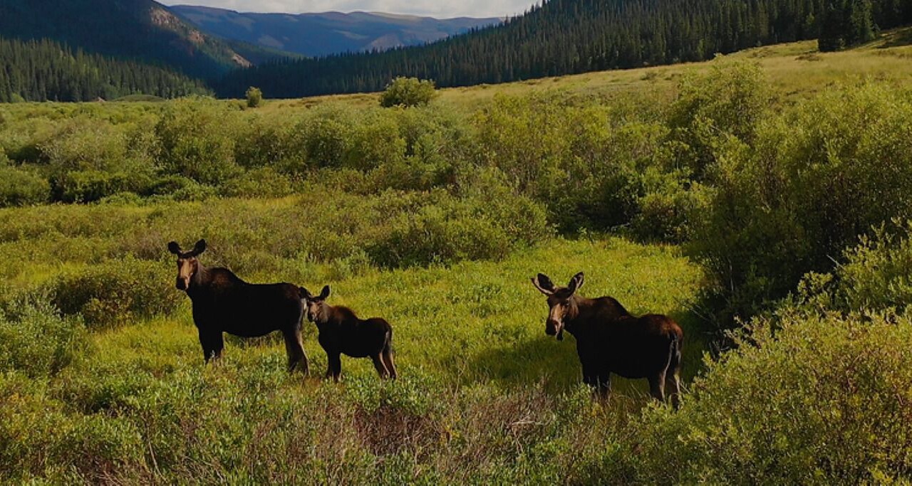 Photo of Others in Cimarron