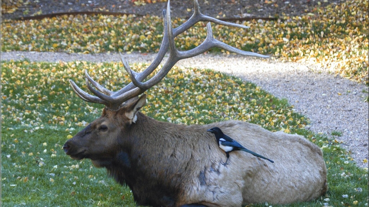 Photo of Others in Estes Park