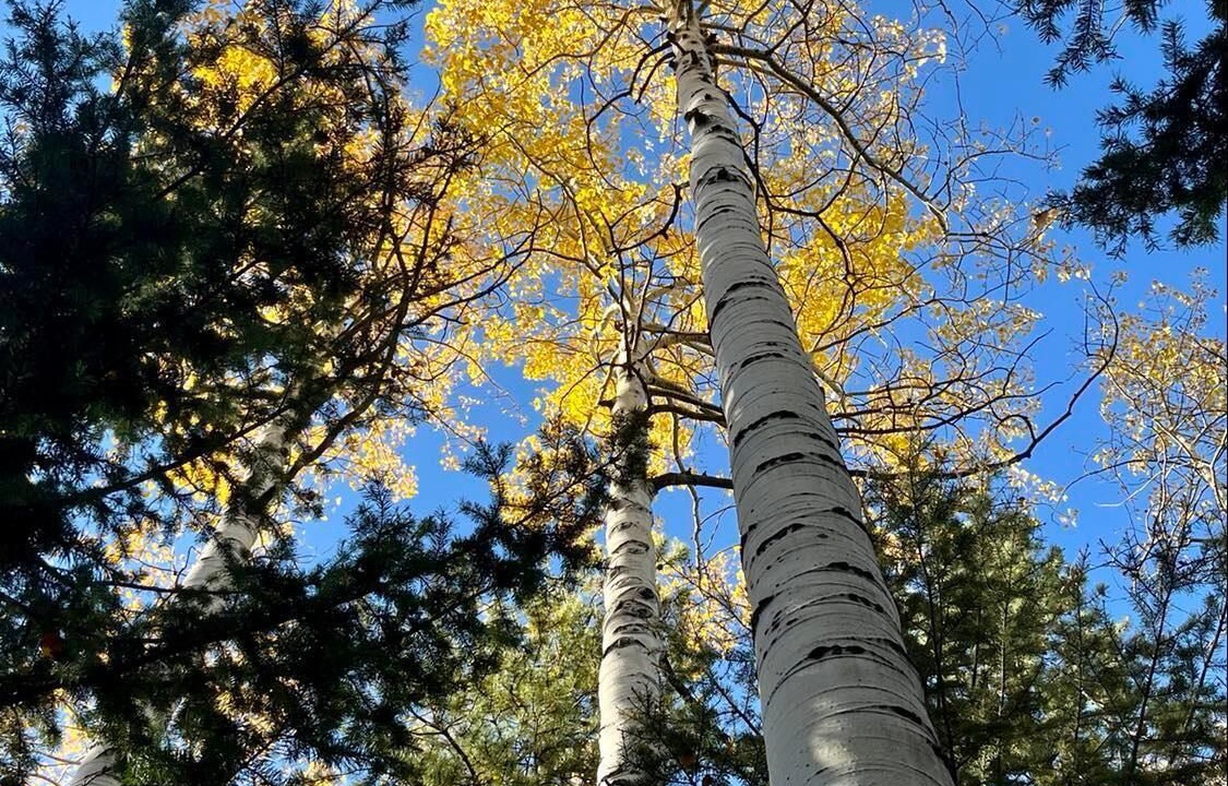 Photo of Outdoor in Conifer Mountain and Meadows