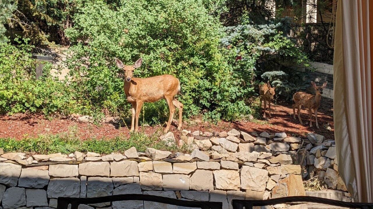 Photo of Outdoor in Castle Pines North