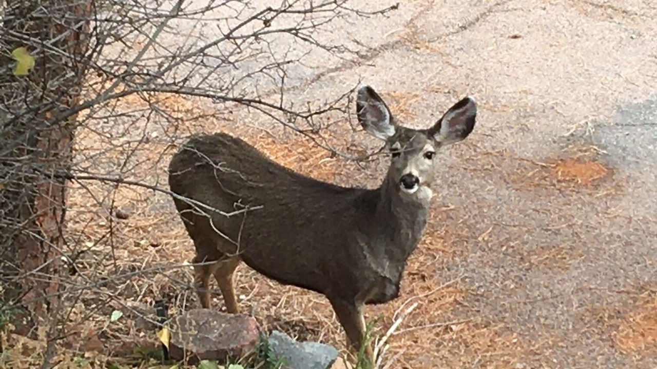 Photo of Others in Cascade-Chipita Park