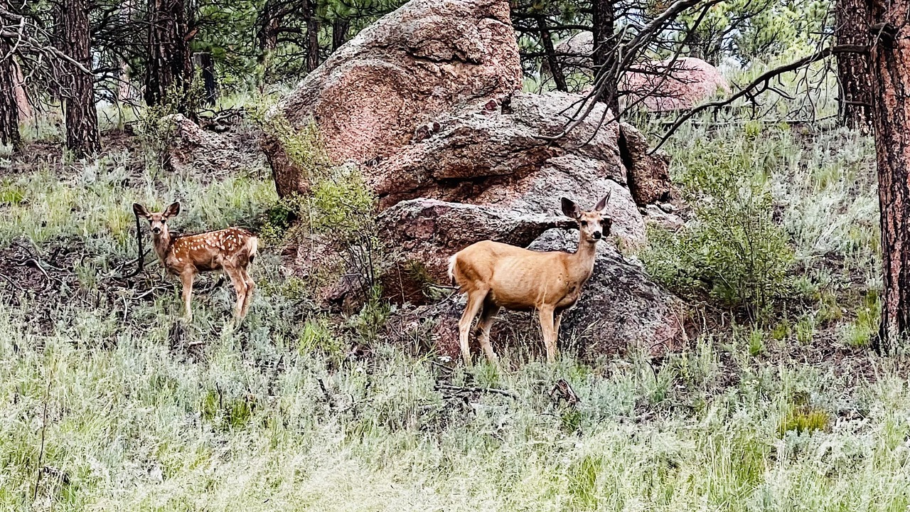 Photo of Outdoor in Lake George