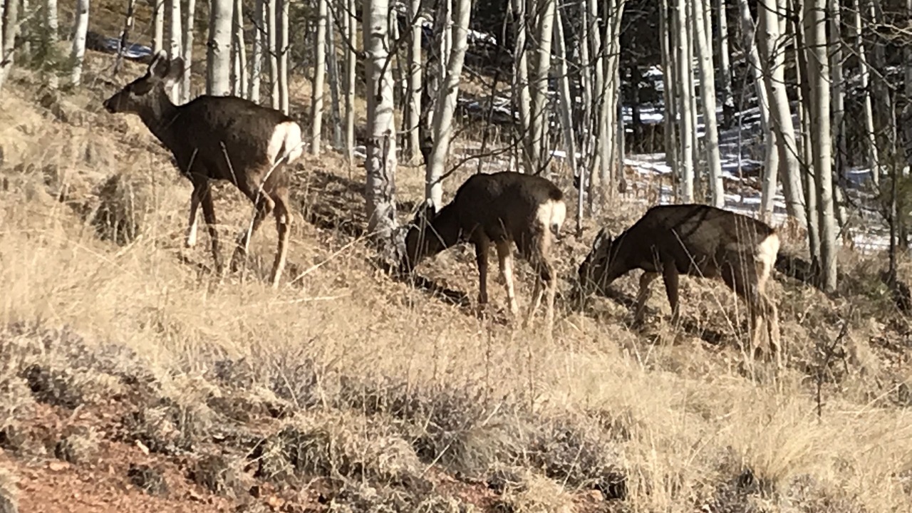 Photo of Others in Cripple Creek