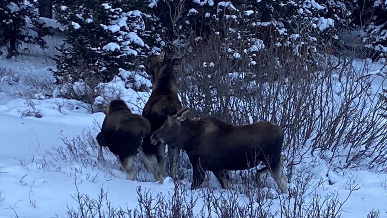 Photo of Others in Quandary Village