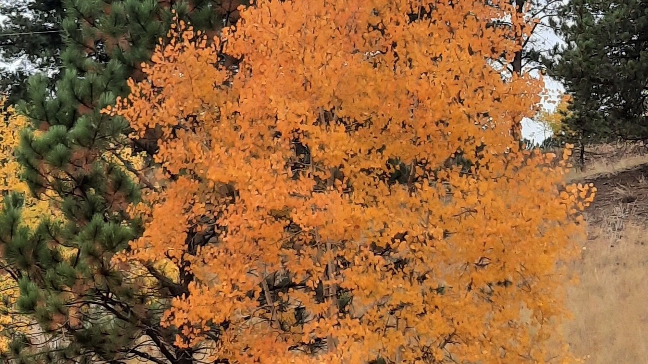 Photo of Outdoor in Divide