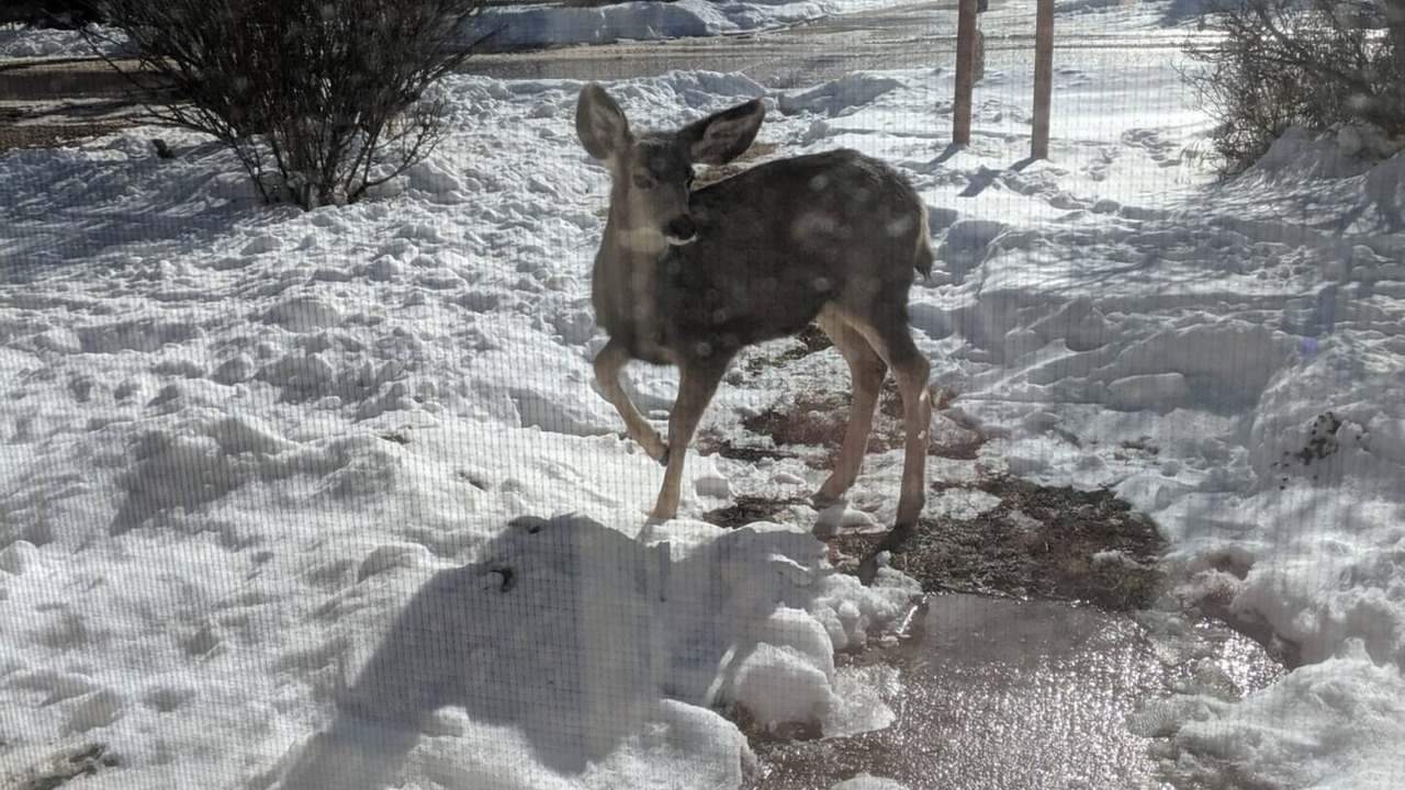 Photo of Others in Palmer Lake