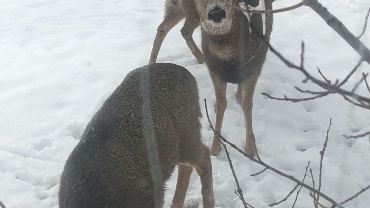 Photo of Outdoor in Gunnison