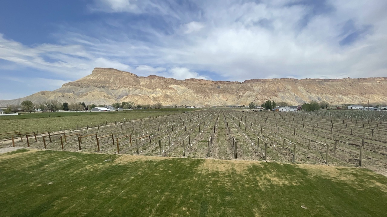 Photo of Others in Palisade