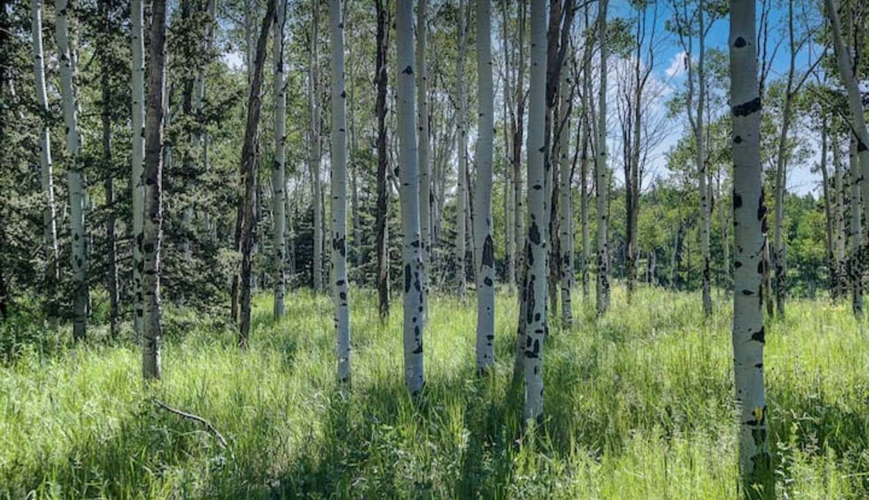 Photo of Outdoor in Divide