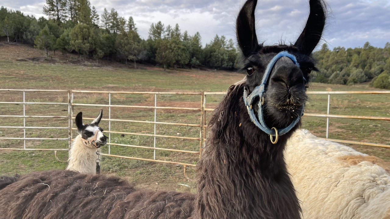 Photo of Others in Mancos
