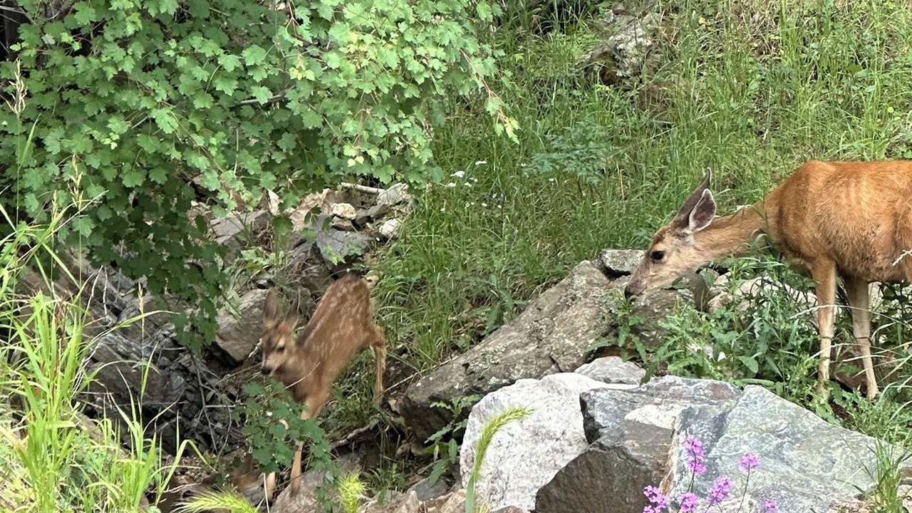 Photo of Outdoor in Evergreen