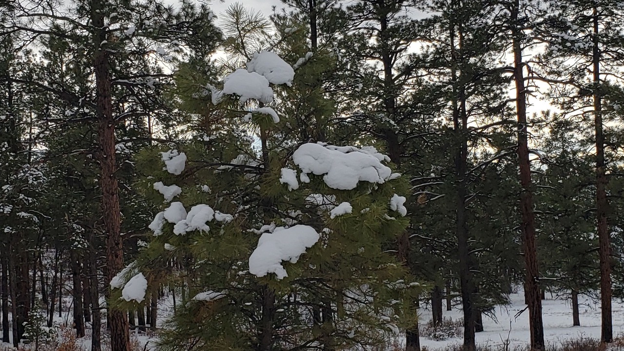 Photo of Others in Pagosa Springs