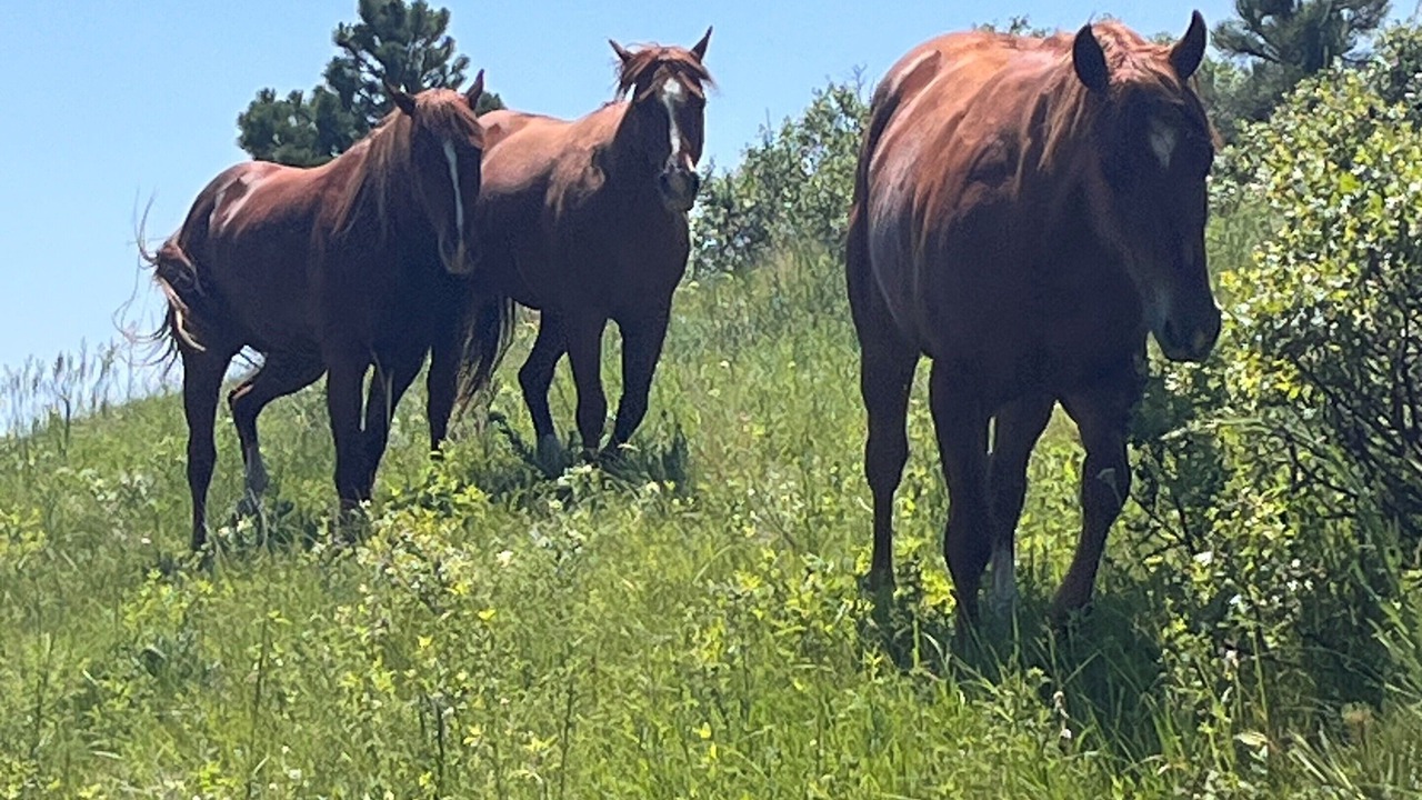 Photo of Others in Table Mesa