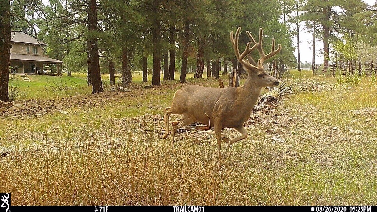 Photo of Others in Pagosa Springs