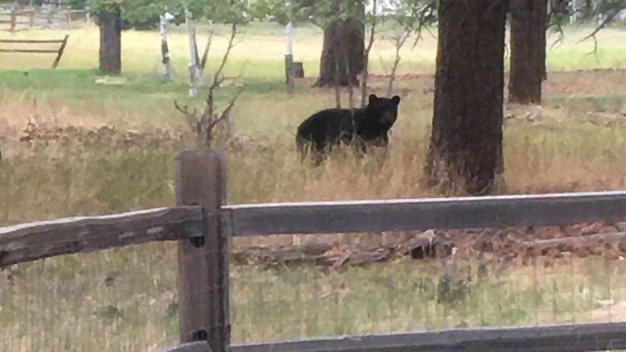 Photo of Others in Pagosa Springs